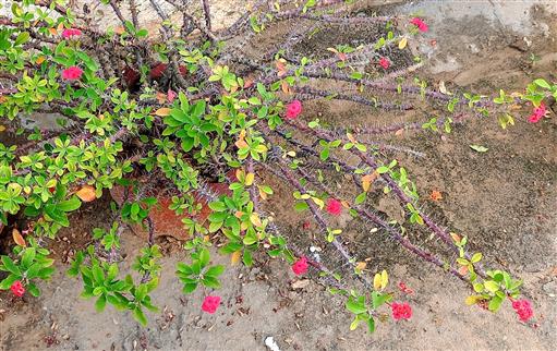 Euphorbia milli var